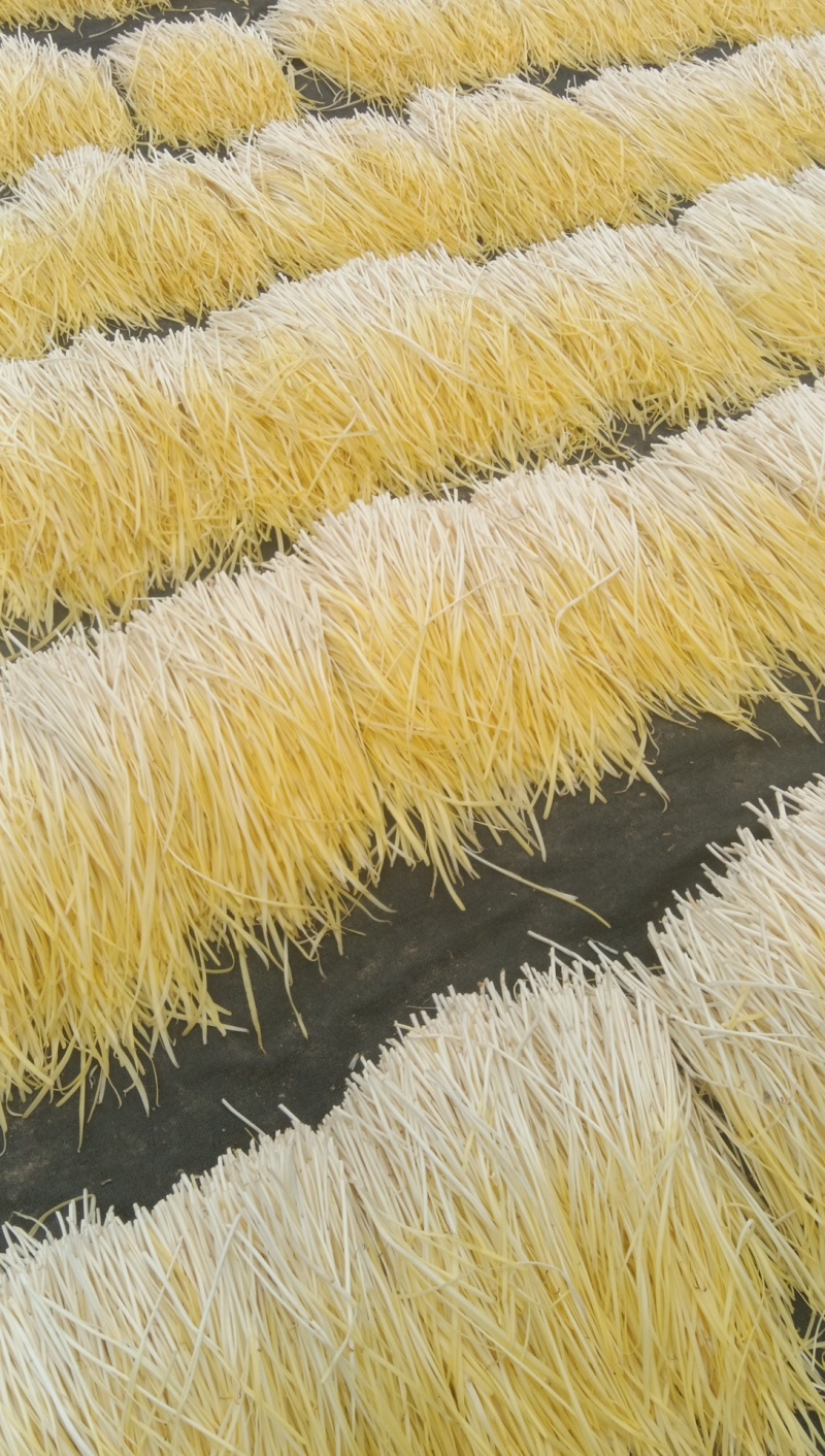 徐州丰县优质头茬二茬韭黄