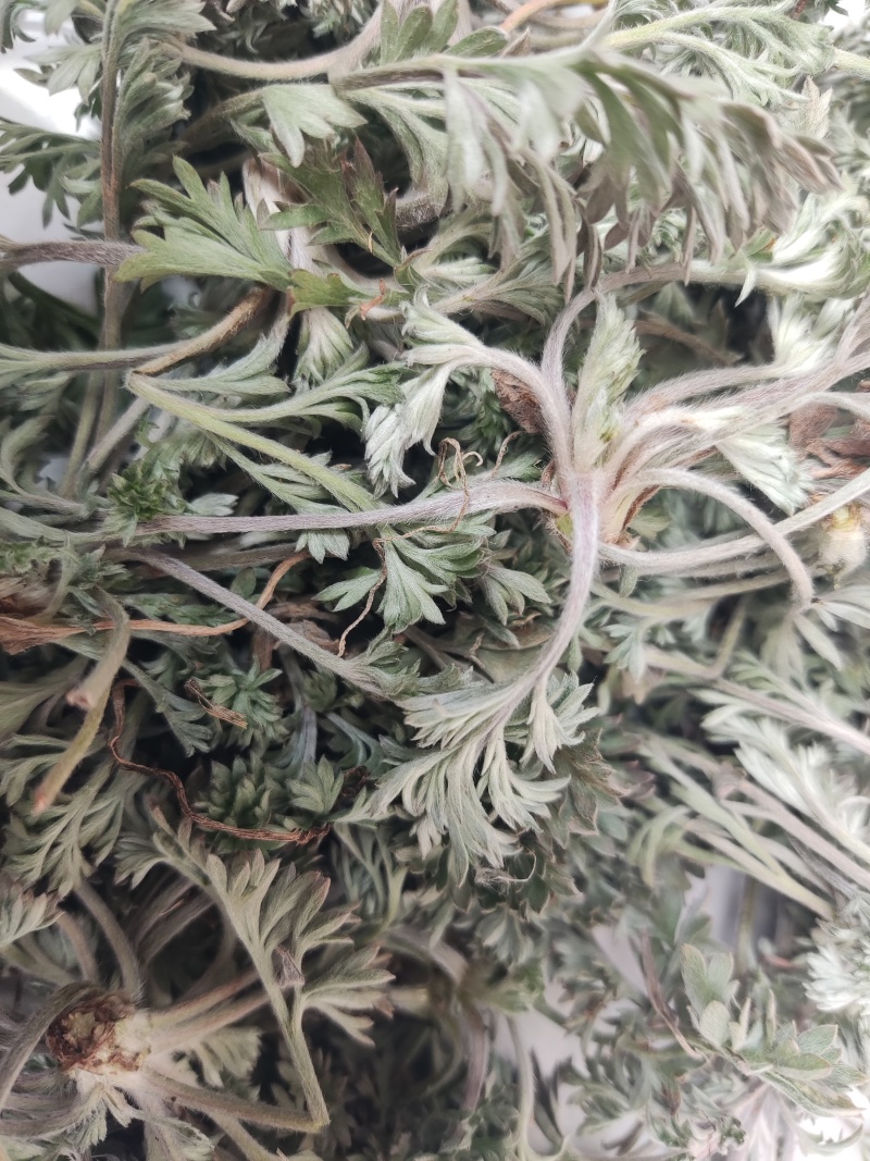 【推荐】鲜茵陈诚信经营量大从优对接全国欢迎咨询