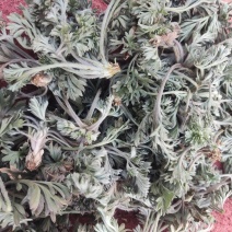 【推荐】鲜茵陈诚信经营量大从优对接全国欢迎咨询