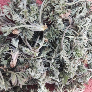 【推荐】鲜茵陈诚信经营量大从优对接全国欢迎咨询