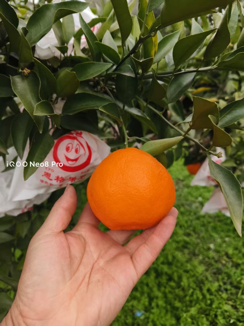 正宗春见耙耙柑，产地直发，源头供应，新鲜采摘，诚信经营，