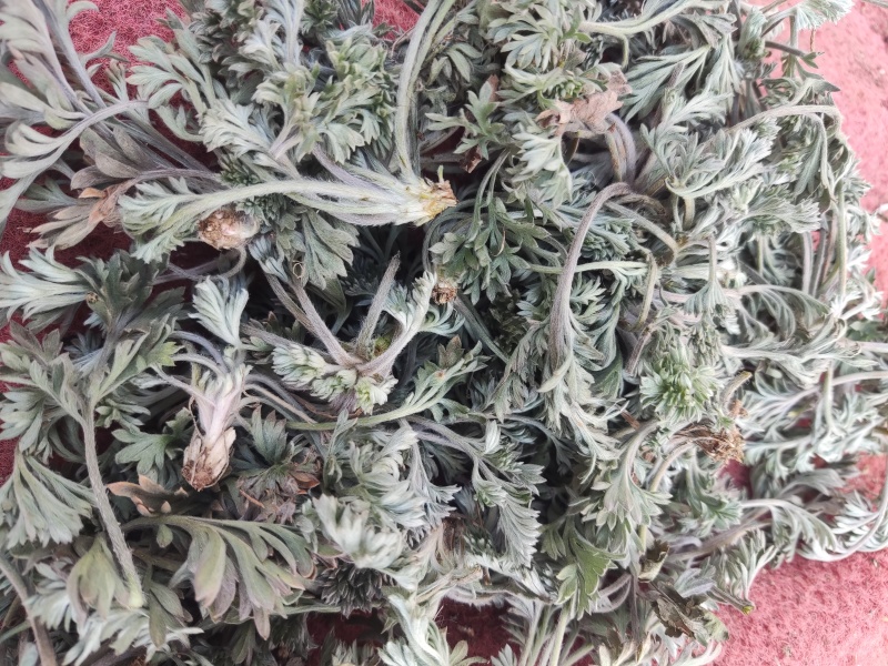 【推荐】茵陈诚信经营量大从优对接全国欢迎咨询