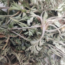 【推荐】茵陈诚信经营量大从优对接全国欢迎咨询