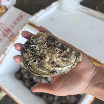 精品湛江白蚝原产地B规格各种规格欢迎询