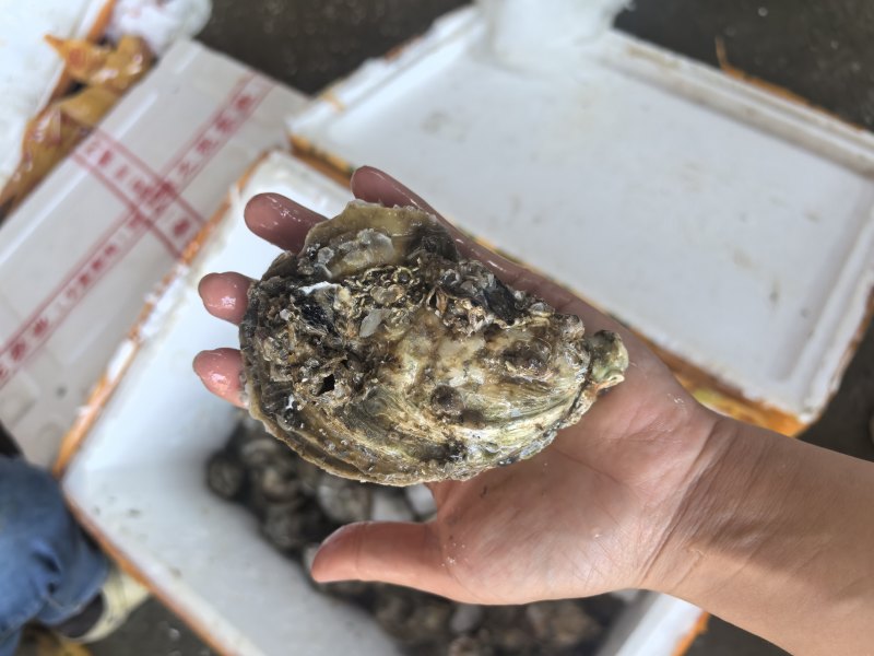 精品湛江白蚝原产地B规格各种规格欢迎询