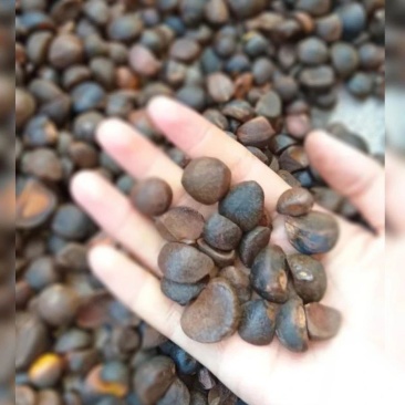 广西特色农产品山茶油
