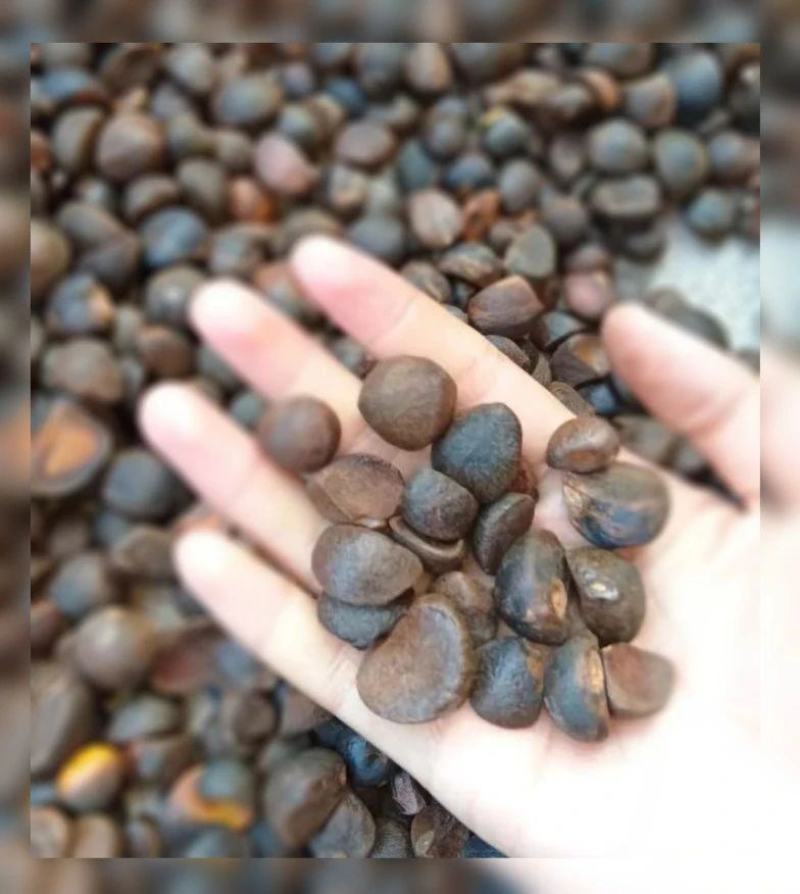 广西特色农产品山茶油