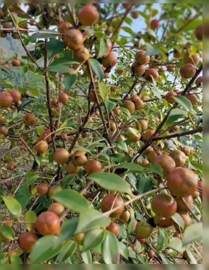 广西特色农产品山茶油