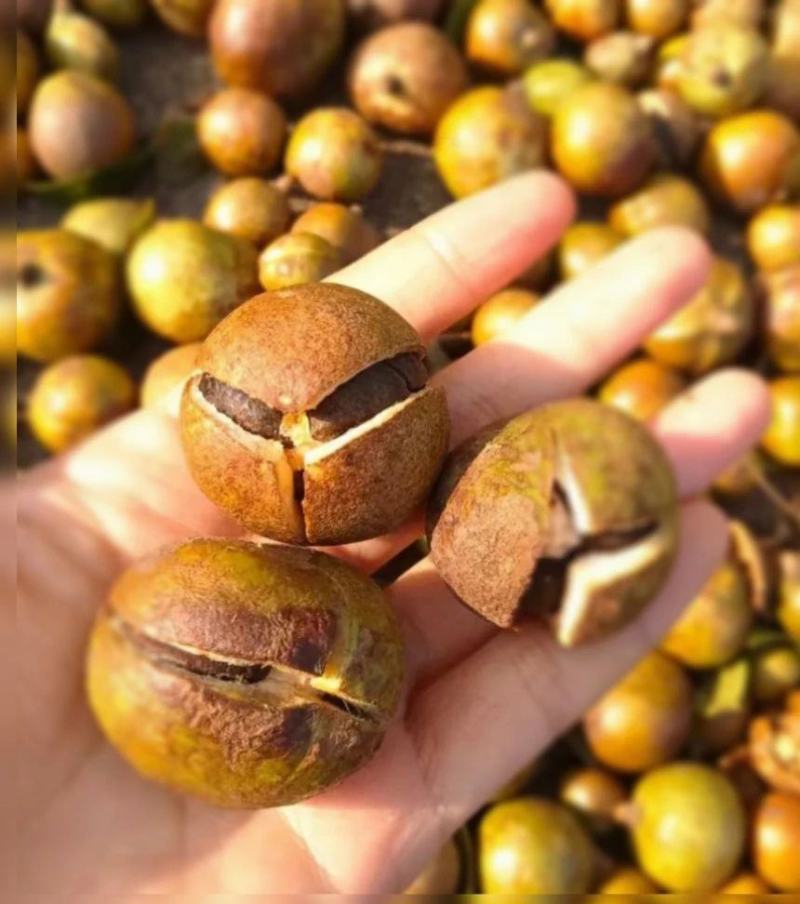 广西特色农产品山茶油