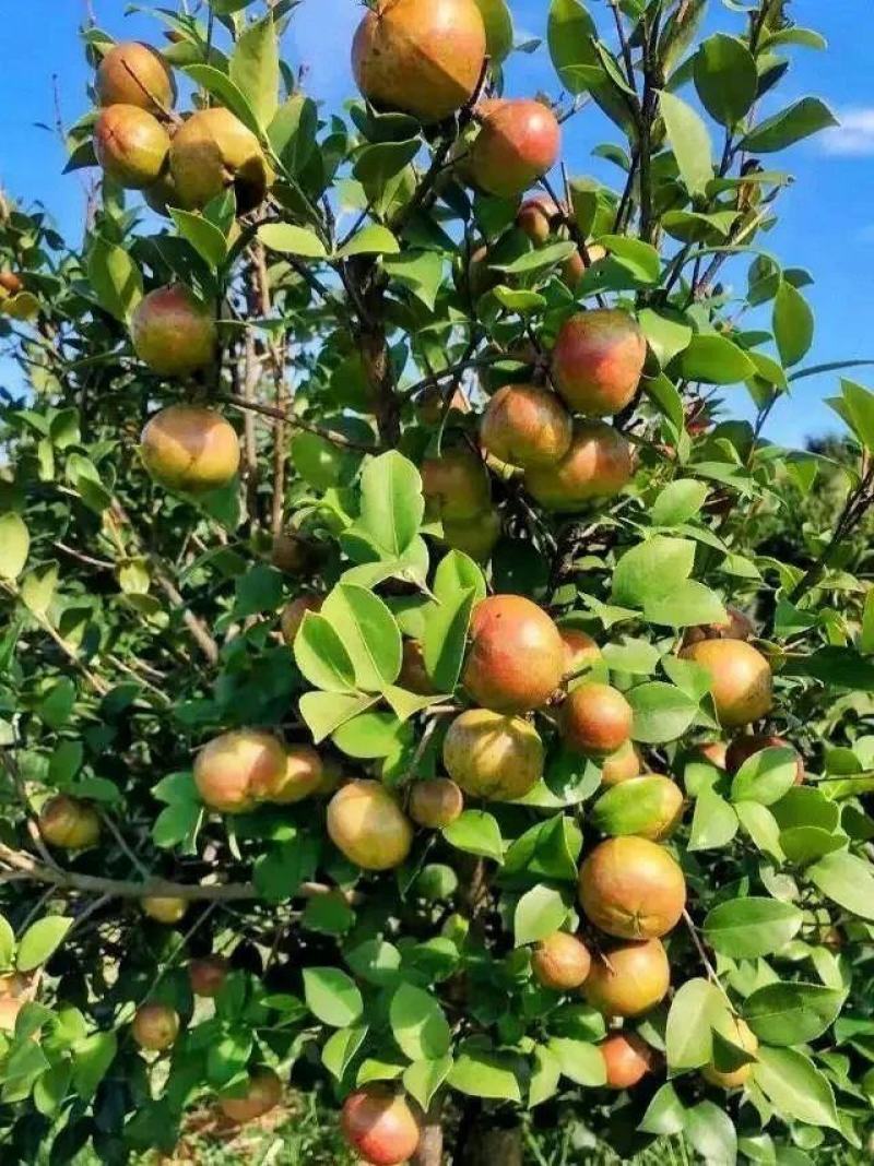 广西特色农产品山茶油
