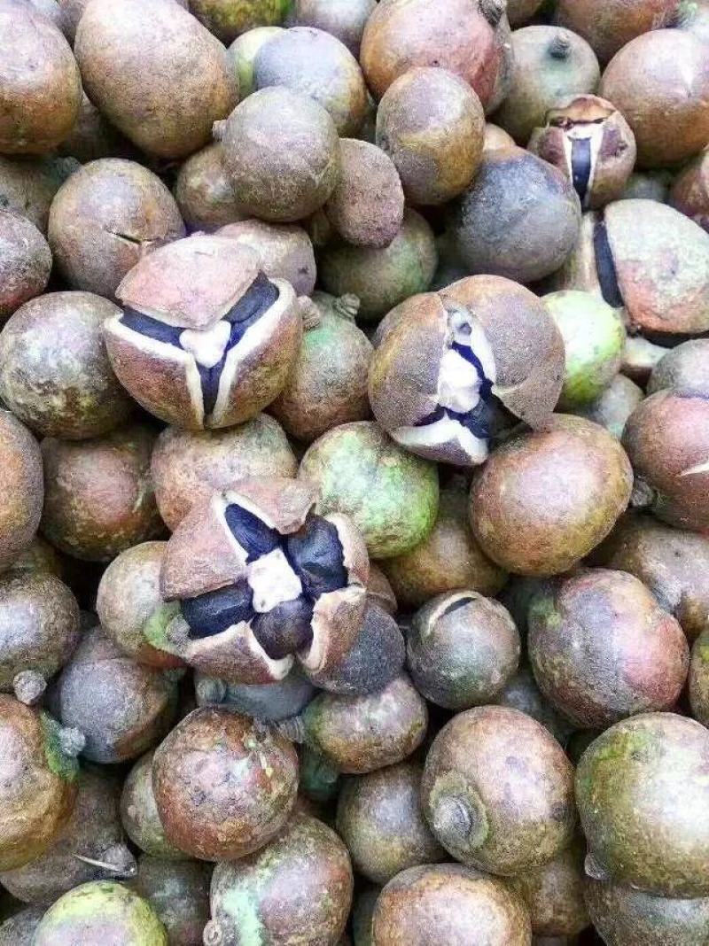 广西特色农产品山茶油