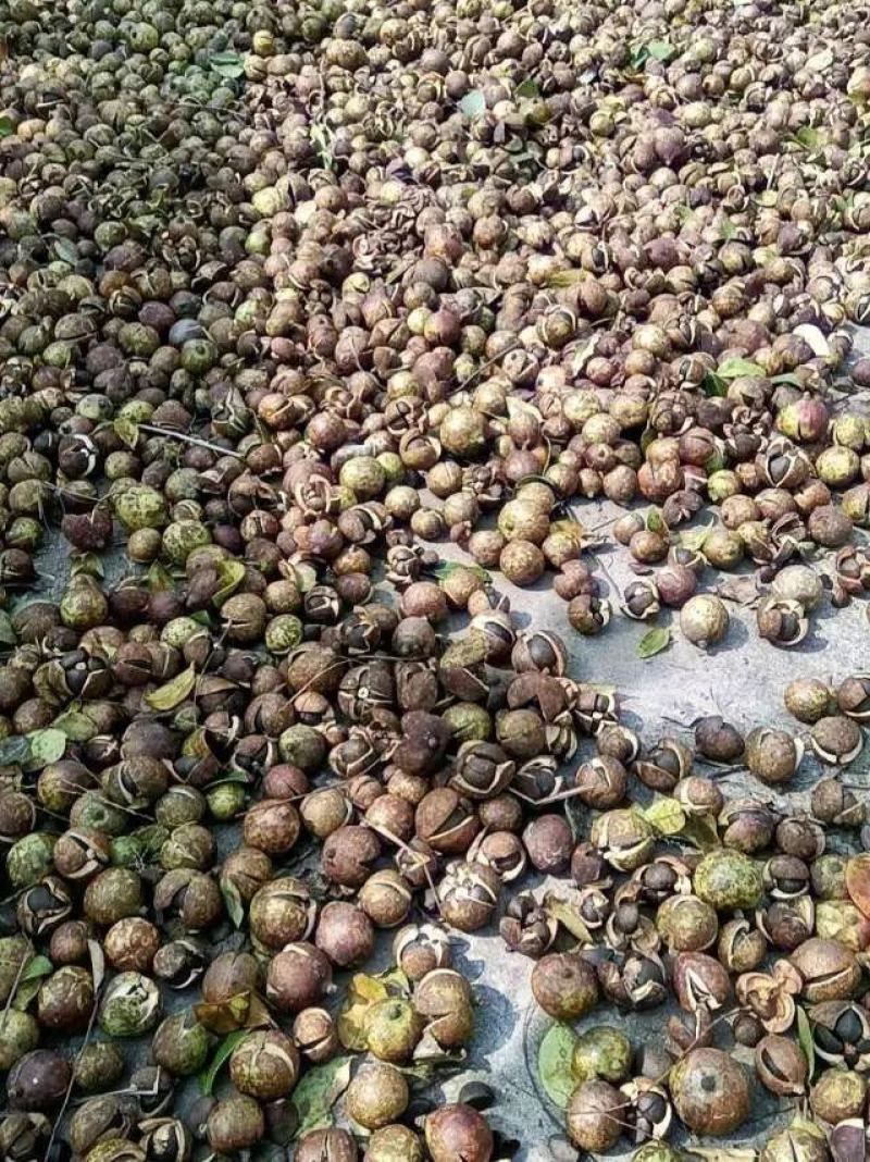 广西特色农产品山茶油