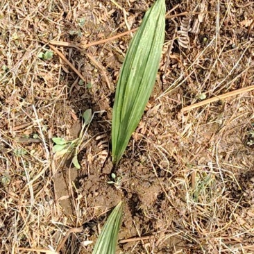正宗野生毛慈菇
