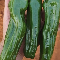 精品苏椒