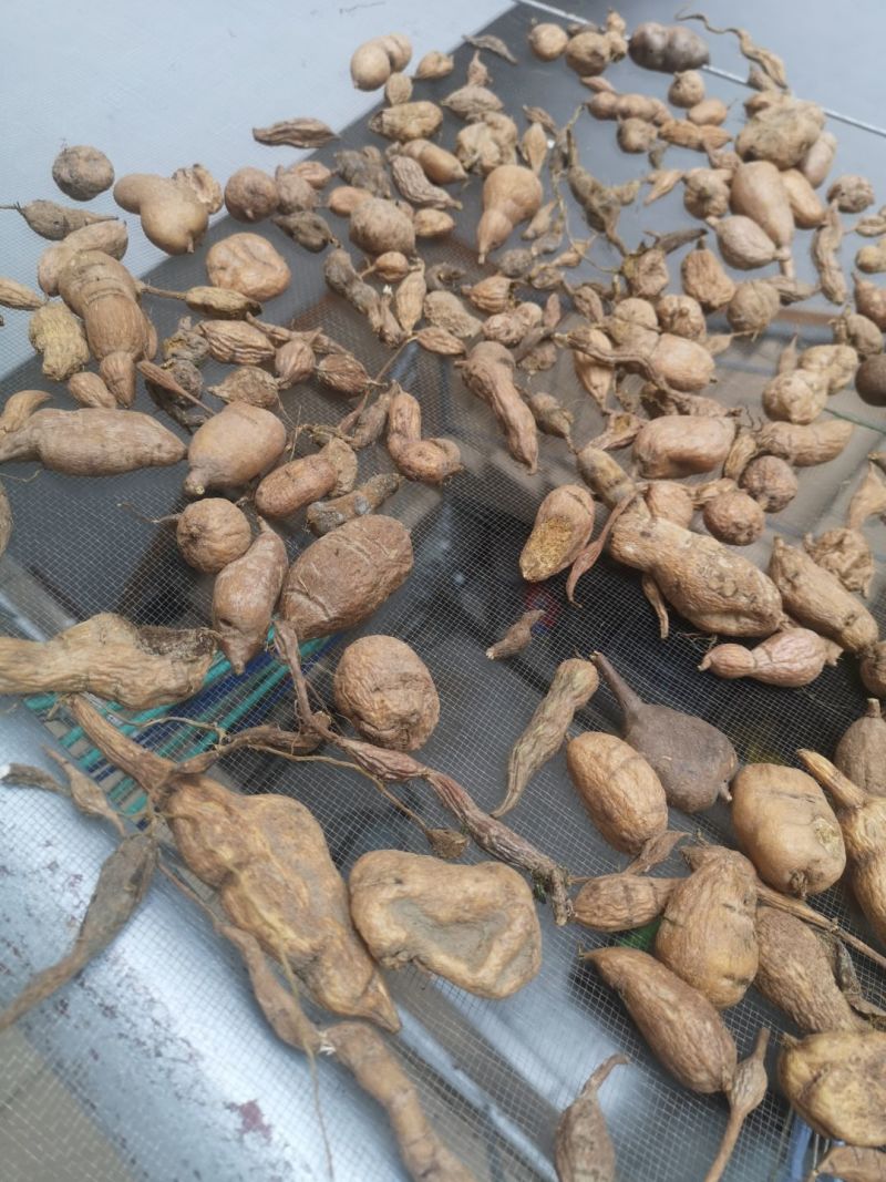 深山新鲜现挖地苦胆中药材金果榄青牛胆九牛胆中草药山慈菇