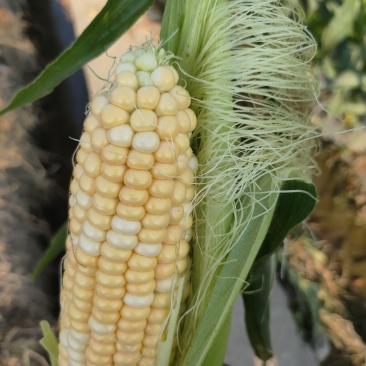 德宏遮放双色鲜水果玉米大量上市货量足一直到6月底都有现货