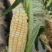 德宏遮放双色鲜水果玉米大量上市货量足一直到6月底都有现货