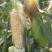 德宏遮放双色鲜水果玉米大量上市货量足一直到6月底都有现货