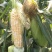 德宏遮放双色鲜水果玉米大量上市货量足一直到6月底都有现货