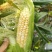 德宏遮放双色鲜水果玉米大量上市货量足一直到6月底都有现货