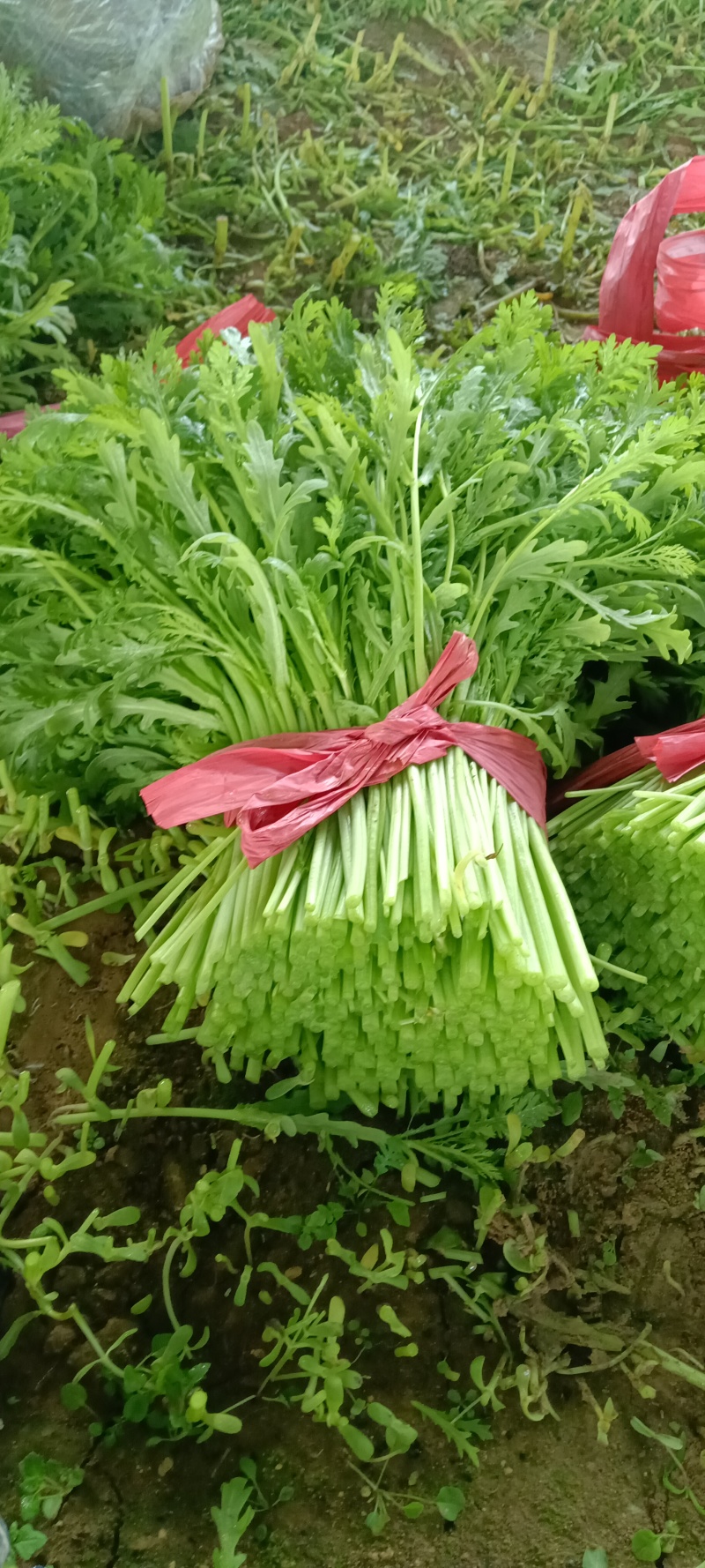 茼蒿菜