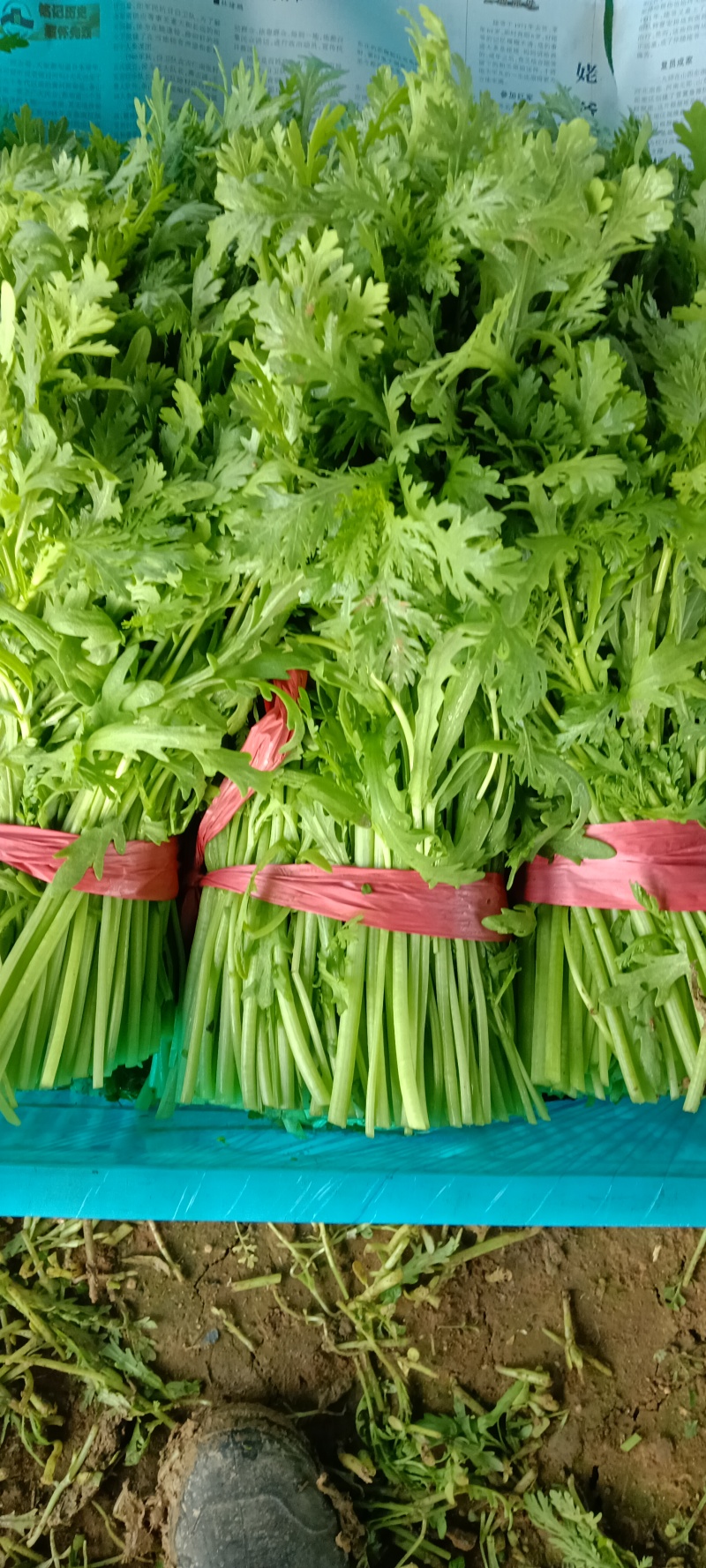 茼蒿菜