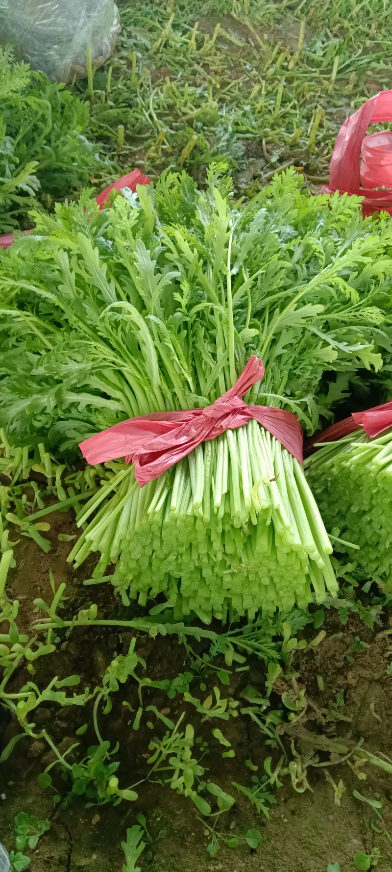 茼蒿菜