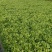 茼蒿菜