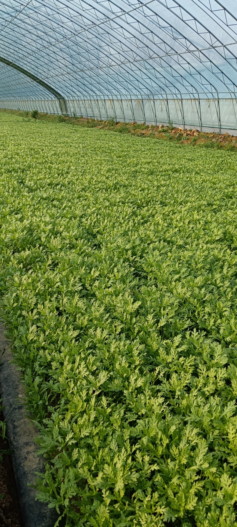 茼蒿菜