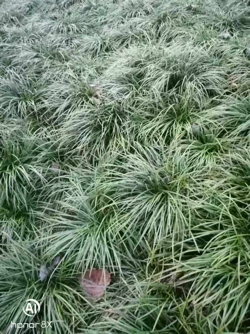 产地滁州绿化草坪、细叶麦冬草、发芽率多欢迎视频验货