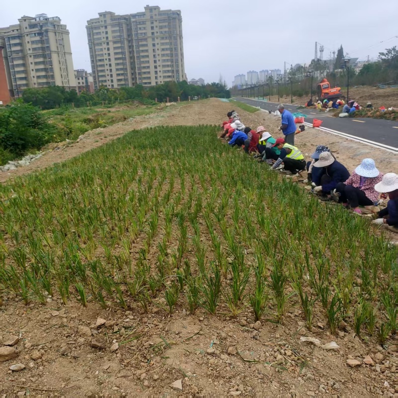 产地滁州绿化草坪、细叶麦冬草、发芽率多欢迎视频验货