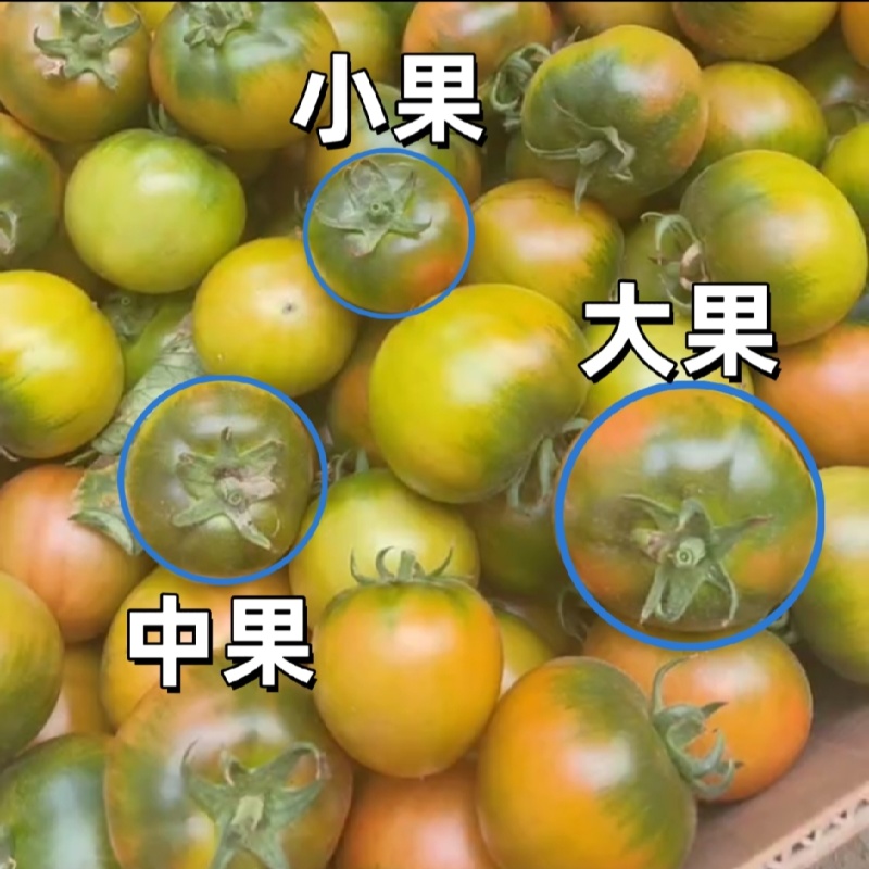 【实力商家】产地直发【诚实守信】对接超市【口感脆甜】草西