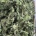 薄荷干有售