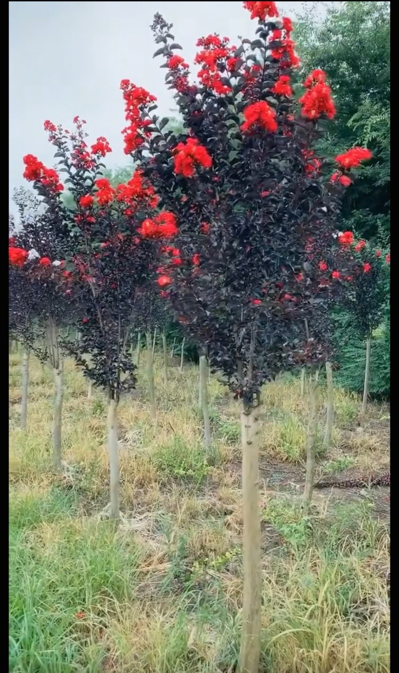精品新品种紫叶红花，绿叶红花