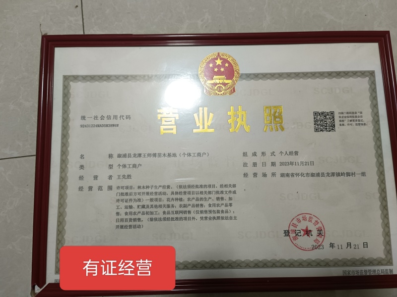2θ25年黄柏新种子，保证正品，决不掺假。