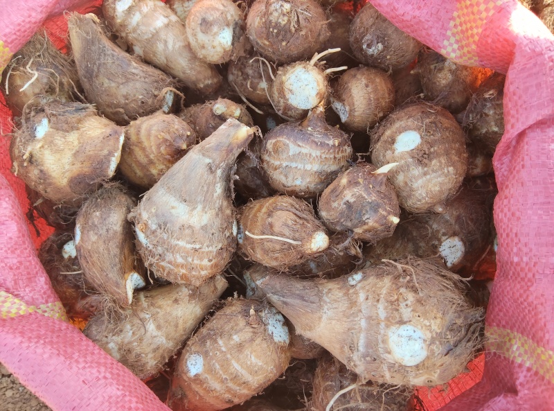 云南牛奶芋头/小芋头/水果芋头/支持一件代发