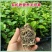 新品种红皮热情果树苗当年结果四季爬藤不断耐寒植物