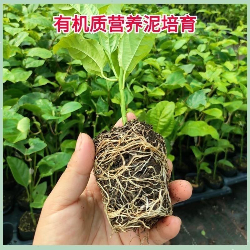 新品种红皮热情果树苗当年结果四季爬藤不断耐寒植物