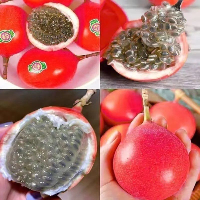 新品种红皮热情果树苗当年结果四季爬藤不断耐寒植物
