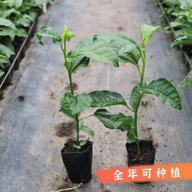 新品种红皮热情果树苗当年结果四季爬藤不断耐寒植物