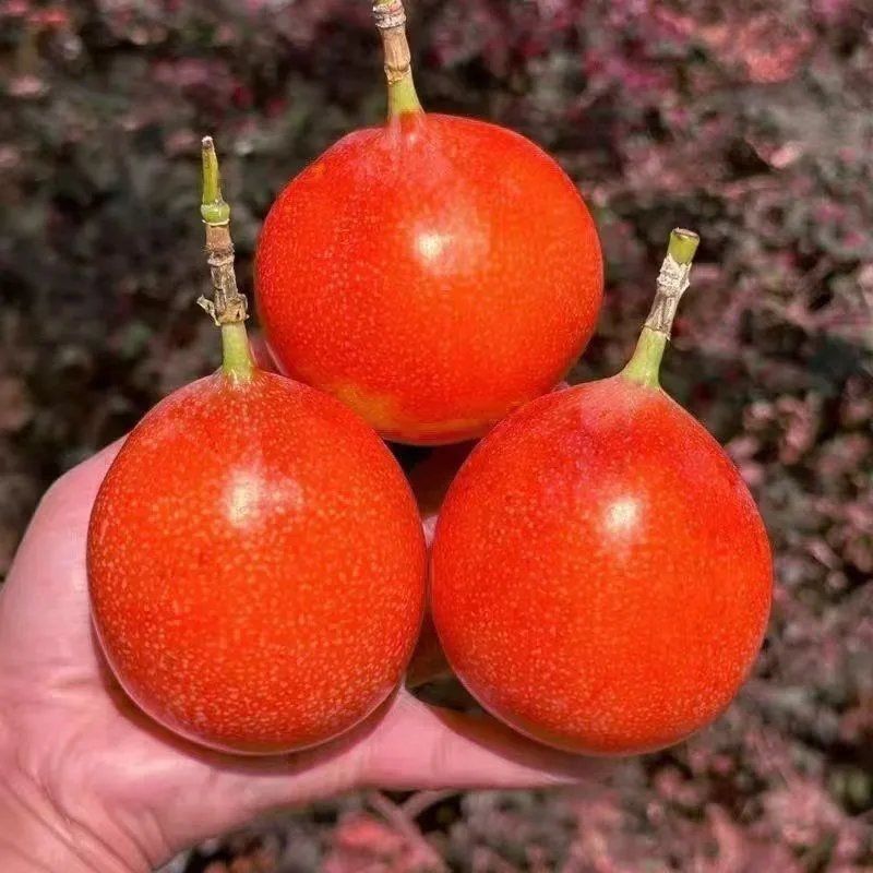 新品种红皮热情果树苗当年结果四季爬藤不断耐寒植物