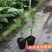 新品种红皮热情果树苗当年结果四季爬藤不断耐寒植物