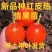 新品种红皮热情果树苗当年结果四季爬藤不断耐寒植物