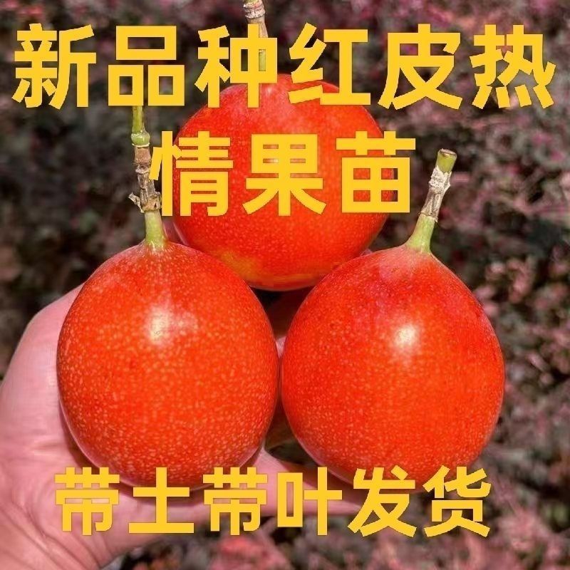 新品种红皮热情果树苗当年结果四季爬藤不断耐寒植物