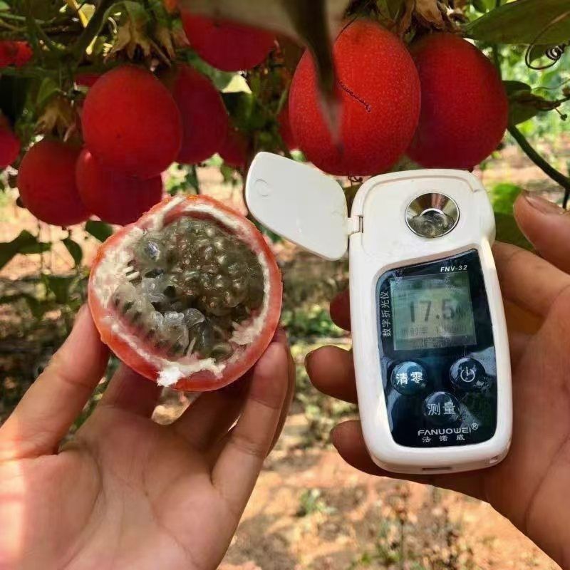 新品种红皮热情果树苗当年结果四季爬藤不断耐寒植物