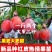 新品种红皮热情果树苗当年结果四季爬藤不断耐寒植物