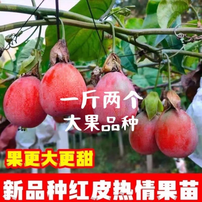 新品种红皮热情果树苗当年结果四季爬藤不断耐寒植物