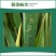 5%联苯噻虫嗪联苯菊酯噻虫嗪小麦蚜虫腻虫农药杀虫剂