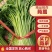 【平台力推】产地直发【诚信经营】保质保量【量大从优】茼蒿