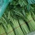 【平台力推】产地直发【诚信经营】保质保量【量大从优】茼蒿